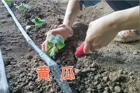 黄瓜移栽后的第四天，这个工作要及时，保证每一棵苗都能活视频封面