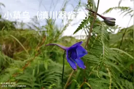 身边的草药（683），小草乌（川滇翠雀花），除湿散寒通络止痛视频封面