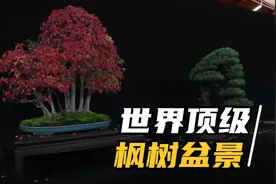 世界顶级枫树盆景集锦，树形婆娑，优美动人，那枫叶红的那样热烈视频封面