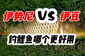 手竿钓鲤鱼、什么鱼钩最好用？伊势尼或者伊豆你用哪个视频封面