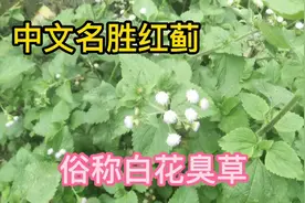 胜红蓟来挺我们中国人自己的医道，俗称臭草原来也是宝，不会用呀