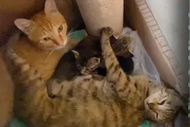 猫妈妈与猫大哥像是赶着要上班，轮流给小奶猫囫囵着洗脸，真逗🤣视频封面