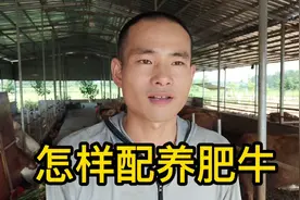 吃玉米养肥牛，放豆粕长个子，用麦麸调肠胃，配置合理高效精料视频封面