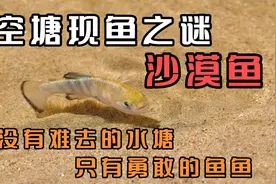 空水塘没人放鱼，为什么会凭空出现小鱼？看低等鱼类如何逆天改命视频封面
