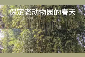 每年春天带孩子必去保定老动物园，认识不同的动物，开开眼界视频封面