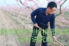 使用除草剂给桃园除草是有讲究的视频封面