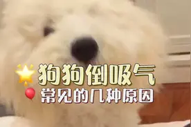 狗狗倒吸气的几种常见原因