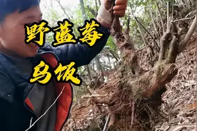 野生蓝莓你见过吗？四季长青果子可食，如今都喜欢用做盆景！视频封面