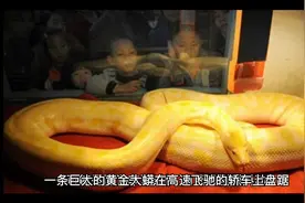 一条黄金大莽在高速轿车上盘踞视频封面