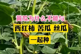 黄瓜为什么不能与西红柿，苦瓜，丝瓜一起种视频封面