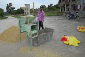 稻谷的秘密，早稻没有晚稻好吃你知道吗，今天给你科普科普视频封面