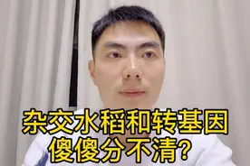 杂交水稻≠转基因水稻，完全两码事！视频封面