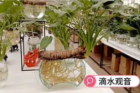 厉害了！水培滴水观音视频封面