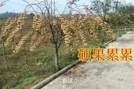 又是一年秋收季，今年长生果硕果累累，喜获大丰收。视频封面