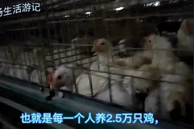 河北遵化市，肉鸡养殖基地，是一座民营企业，年产量180万。视频封面