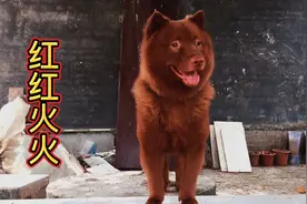 五红犬的特征：红毛红眼红鼻子红舌头红脚撑.如果没有就是次品视频封面