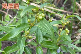 身边的草药（440），鸡屎藤，祛风除湿消食化积清热消肿视频封面