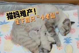 猫咪难产了，经历千辛万苦才生下四只宝宝。白胖白胖的真像小老鼠视频封面