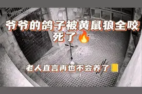 鸽子被黄鼠狼全部咬死了，养了二十年鸽子的爷爷，直言再也不养了视频封面