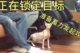 母猫分娩完后，性情大变，经常莫名对主人发起攻击，主人深受其害视频封面