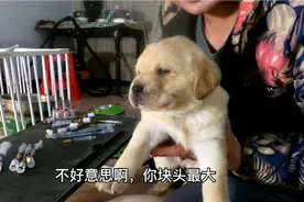 拉布拉多宝宝出生第30天，给10只宝宝打疫苗，打完疫苗马上拆家视频封面