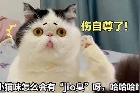 主人说猫咪有“脚臭”，气得它当场洗脚！喵：太伤自尊了视频封面