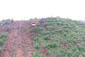林地造林视频封面