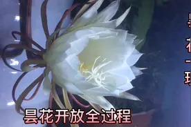 记录昙花开放全过程，昙花一现，太美了视频封面