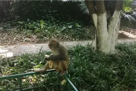 🐒猴子的天堂-七星公园。猴子越来越多了！视频封面