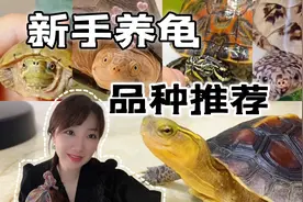 新手适合养什么龟？推荐5种热门龟龟，一定有你喜欢的视频封面
