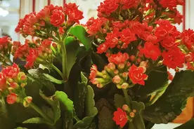 长寿花喜光，还是耐阴？喜水还是“耐旱”？弄反，剩空盆视频封面