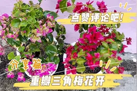 重瓣三角梅历经两个月，长势喜人，花开灿烂，优点多多，缺点少少视频封面