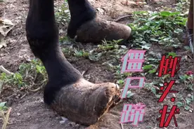 “僵尸驴蹄”长成榔头状，一个厚长一个短宽，修完胃口立马变好！视频封面