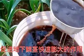 大蒜生长中后期，用这种肥料追施一次，蒜头能长的像拳头大视频封面