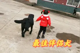 拉布拉多不愧是最佳伴侣犬，跟小朋友玩了一上午，太和谐了视频封面