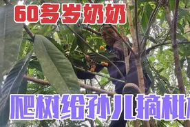 60多岁奶奶爬树摘枇杷，动作非常熟练敏捷,一点都不逊色于年轻人视频封面