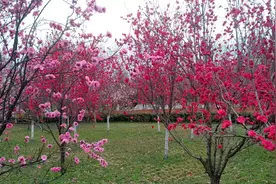 现在是咸阳丝路公园最美的时侯，百花齐放，姹紫嫣红，周未抓紧去视频封面