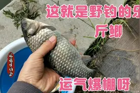 野钓天津外环河，斤鲫爽歪歪