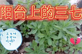 我家的阳台上三七，三七叶子可以吃吗？？？视频封面