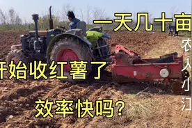 河南西北农村开始收红薯了、机械化一天几十亩，真是省时又省力！视频封面