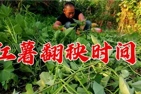 种红薯想要高产，翻秧时间才是关键？甜薯一窝结一堆，亩产上万斤视频封面