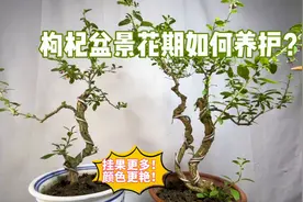 枸杞盆景秋季花期如何养护？如何浇水施肥？简单实用！赶紧看看视频封面