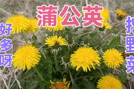 山东临沂莒南，蒲公英成灾，荒草野地里挖不完的野菜，看着过瘾视频封面