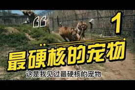 外国人每天和猛兽生活在一起！视频封面