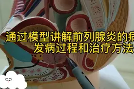 陈医生通过模型为您讲解前列腺炎的病因，发病过程和治疗方法。视频封面