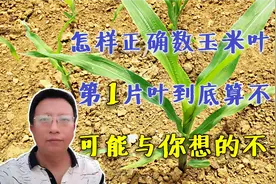 怎样正确数玉米叶片？第1片叶到底算不算？可能与你想的不一样视频封面