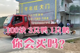 100块 3只鸭 1只鹅 你会买吗？视频封面