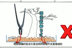 树木根系养成正确栽种方式详细讲解与实操视频封面