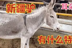 驴打完滚站起来腿有点瘸，看新疆驴有什么特征，驴为什么打滚视频封面