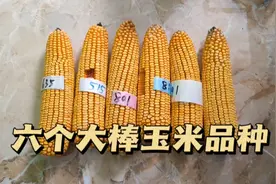 六个超级大棒玉米品种，对比明显，农民朋友想高产要买好种子。视频封面